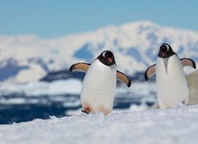 Bắc Cực và Nam Cực, nơi nào lạnh hơn?