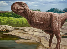 Phát hiện loài khủng long mặt chó bull, tựa như phiên bản "nâng cấp" của khủng long bạo chúa