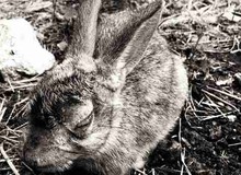 Cuộc truy diệt thỏ lớn nhất lịch sử nhân loại: Khi virus không còn tiến hóa theo lối mòn