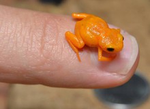 Loài ếch tội nghiệp nhất hành tinh: Nhỏ chỉ bằng cái móng tay, tiến hóa xong thì mất luôn bản năng nhảy