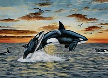 Cá voi sát thủ: Tiết lộ đặc biệt về mối quan hệ bầy đàn khăng khít, vai trò bất ngờ của giống cái với các con non