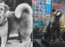 Những chuyện ít tín đồ biết về Hachiko - chú chó đứng ở sân ga 10 năm hóng chủ vẫn trở thành hình tượng của lòng trung thành