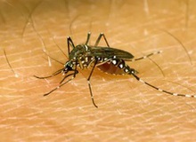 Phát hiện ra cơ chế khác lạ khiến muỗi luôn ‘đánh hơi’ được người
