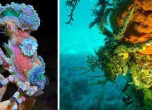 Cua Decorator: Những loài "tắc kè hoa" dưới đáy biển