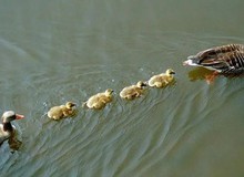 Vì sao vịt con thường bơi thành hàng nối đuôi sau vịt mẹ? Là thói quen "bám mẹ" hay còn nguyên nhân nào khác?