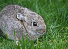 Loài thỏ độc lạ có kích thước siêu nhỏ chỉ bằng một nắm tay 