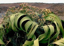Welwitschia mirabilis: Loài thực vật cổ xưa có khả năng tồn tại hàng nghìn năm