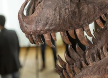 Hóa thạch khủng long đáng giá bao nhiêu tiền?