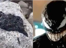 Hóa ra 'Venom symbiote' của Trái Đất chỉ là một loài giun