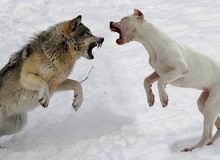Điều gì xảy ra nếu đặt chó con bên cạnh một con sói mới sinh?