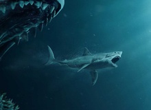 Điều gì khiến cá mập luôn là chủ đề hấp dẫn với người mê phim kinh dị giật gân?  