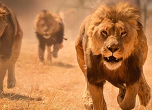 Vua sư tử mới có thể sống yên bình sau khi đánh bại vua sư tử cũ không?