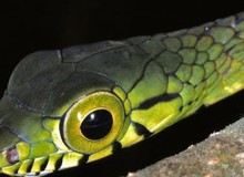 Hình ảnh kì lạ về loài rắn có đôi mắt to nhất thế giới