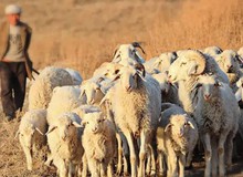 Năm 1994, con cừu chạy vòng quanh một chỗ, người chăn cừu lại gần phát hiện bảo vật vô giá