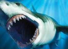 Nóng: Bí ẩn lớn nhất của siêu cá mập Megalodon sáng tỏ - Hiểu lầm được gỡ bỏ!