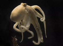 Vì sao bạch tuộc tự ăn thịt chính mình sau khi sinh sản?