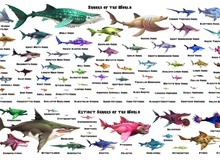 Tựa game cá mập tuổi thơ nay có tới gần 50 chủng loài khác nhau, hóa ra chúng ta đều đã già rồi