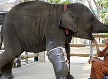 Con voi có thể sống sót dù bị gãy chân, nhưng tại sao con ngựa bị gãy chân lại phải chết?