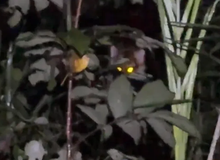 Đi rừng "săn" côn trùng trong đêm, nam YouTuber bất ngờ bị hổ rình ngược, thoát nạn trong gang tấc