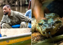 Will Smith chạm trán nghẹt thở với loài rắn khổng lồ mới ở Amazon: Dài tới 5m, cơ thể dày ngang thân cây