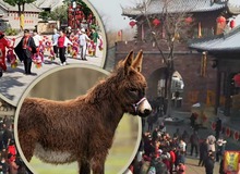 Ngôi làng cổ 600 năm tuổi tại Trung Quốc đổi đời nhờ đóng phim: Cả người và vật nuôi đều thành diễn viên