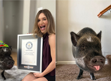 Một chú lợn vừa lập kỷ lục Guiness thế giới, lượng follow "bá đạo", gây sốc cộng đồng mạng