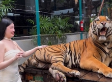 Quay video ngay bên cạnh thú dữ, hot girl khiến người xem "nhăn mặt" vì quá liều lĩnh