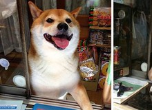 Gặp gỡ chú chó bán hàng dễ thương nhất Nhật Bản