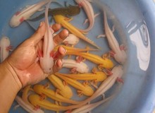 Loài cá cực giống Pokemon, có chân và "biết cười" này đang rao bán tại Việt Nam