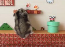 Khi chú chuột Hamster đóng vai người hùng Mario