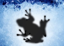Sau nhiều năm im lặng, nhân vật bí ẩn nhất làng game thế giới - Ice Frog đã chịu lên tiếng