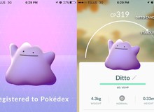 Người chơi Pokemon GO ở Mỹ và Úc liên tục khoe thành tích bắt được Ditto