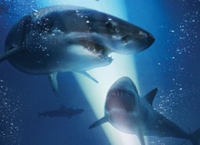 Những lý do không nên bỏ qua Hung Thần Đại Dương, tựa phim về cá mập quái vật mới được ra mắt