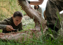 Annihilation - Tựa phim Vùng Hủy Diệt mới của Natalie Portman