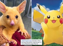 Bất ngờ tìm thấy loài Pikachu ngoài đời thực hiện đang sống tại nước Úc