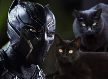 Nhờ Black Panther, tỉ lệ nhận nuôi mèo đen tăng lên chóng mặt