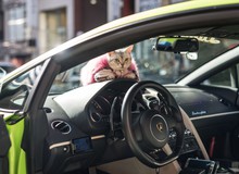 Gặp Torako - "Hoàng thượng" mèo sở hữu cả Lamborghini khiến dân Nhật mắt tròn mắt dẹt