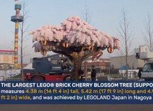 Kỷ niệm sinh nhật 1 tuổi, Legoland cho ra đời cây hoa anh đào bằng Lego lớn nhất thế giới