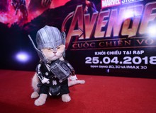 [Góc hài hước] Chú mèo tên “Chó” cosplay siêu anh hùng Avengers đỉnh của đỉnh