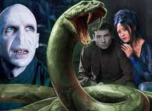 Giả thuyết: Con rắn của Voldemort sẽ có một vai trò quan trọng trong Fantastic Beasts 2?