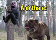 Comics Trivia: Có thể bạn chưa biết, Thanos đã từng bị đánh bại bởi một... chú chó