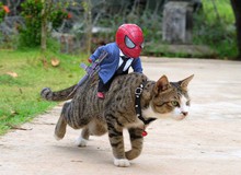 Vui là chính: Khi Spider-Man cùng "biệt đội thú cưng" đi giải cứu thế giới