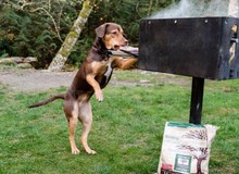 Tổng hợp những thú vui đáng yêu của "nàng cún" Bella trong A Dog’s Way Home