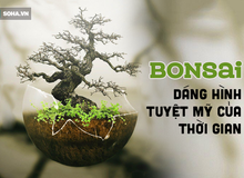 Tuyệt tác bonsai Nhật giá "cắt cổ" 3,8 tỷ đồng trông như thế nào?