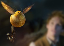 Tìm hiểu về chim Snidget - biểu tượng của trò Quidditch trong Harry Potter