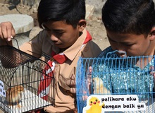 Học sinh Indonesia phải nuôi gà để… cai nghiện smartphone