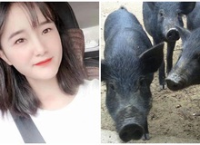 Sợ con gái ế, ông bố hứa tặng 300 con lợn cho chàng rể tương lai, cộng đồng mạng thắc mắc "Gái xinh thế này mà còn sợ"