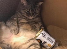 Mèo bố béo phì tranh ăn hết phần con, ông bà chủ liền nghĩ ra cách cực hay giúp nó giảm cân