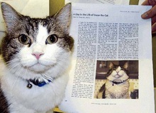 Oscar: 'Chú mèo báo tử' dự đoán đúng hơn 100 cái chết, được cả tạp chí y khoa nổi tiếng ghi nhận khả năng đặc biệt
