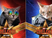 Cười rụng răng khi "mèo nhà" tạo dáng thành "quàng thượng" trong Captain Marvel